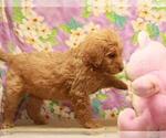 Small Photo #2 Labradoodle Puppy For Sale in SHAWNEE, OK, USA