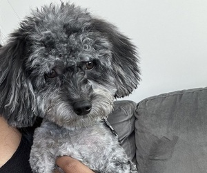 Poodle (Toy) Puppy for sale in CHARLOTTE, NC, USA