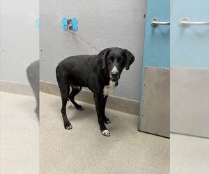 German Shepherd Dog-Unknown Mix Dogs for adoption in Las Vegas, NV, USA