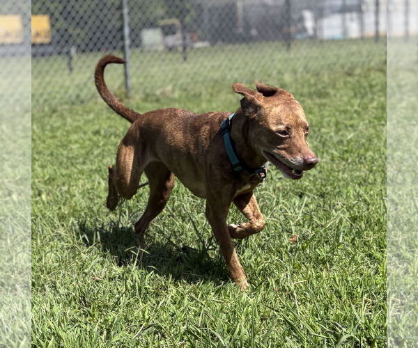 Medium Photo #5 American Pit Bull Terrier Puppy For Sale in Virginia Beach, VA, USA
