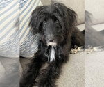 Small #4 Poodle (Standard) Mix