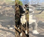 Small #30 American Pit Bull Terrier Mix