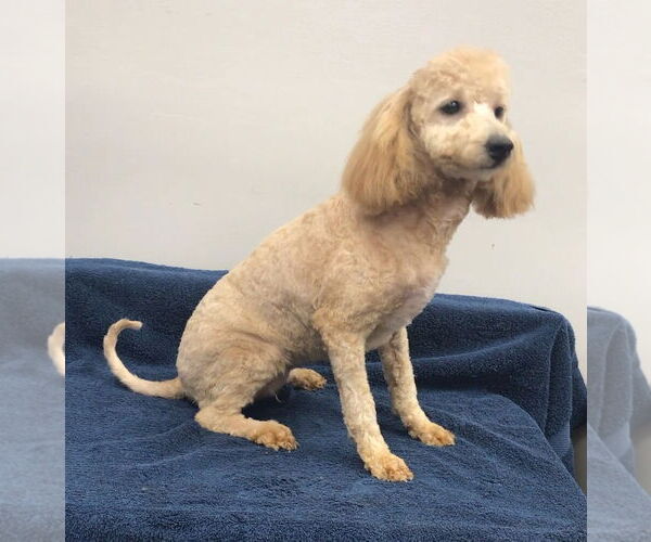 Medium Photo #5 Mutt Puppy For Sale in Lincolnwood, IL, USA