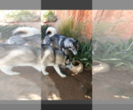 Small Photo #16 Siberian Husky Puppy For Sale in Apple Valley, CA, USA