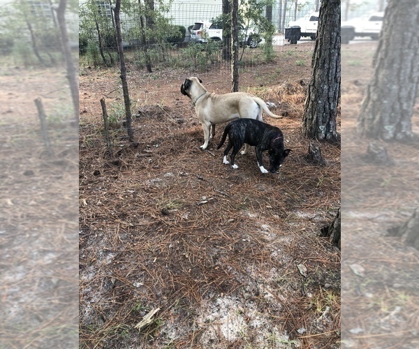 Medium Photo #4 American Pit Bull Terrier-Bullmastiff Mix Puppy For Sale in PINEBLUFF, NC, USA