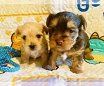 Small Photo #11 Yorkshire Terrier Puppy For Sale in FRESNO, CA, USA