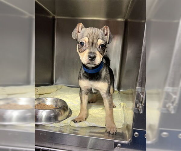 Medium Photo #1 French Bullhuahua Puppy For Sale in Rancho Cucamonga, CA, USA