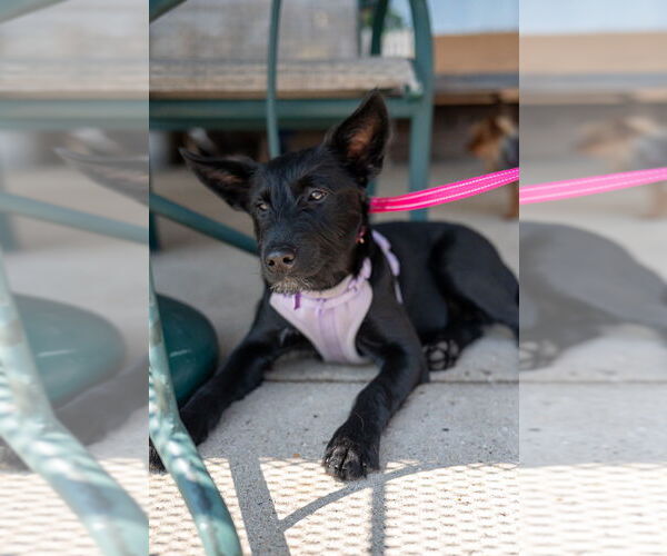 Medium Photo #10 Mutt Puppy For Sale in Mundelein, IL, USA