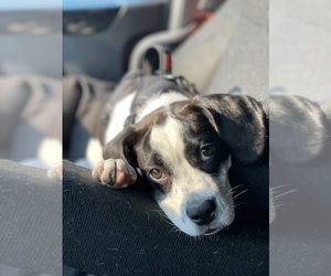 Beabull-Bulldog Mix Puppy for sale in COLUMBUS, OH, USA