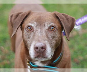 Chocolate Labrador retriever-Unknown Mix Dogs for adoption in Cookeville, TN, USA