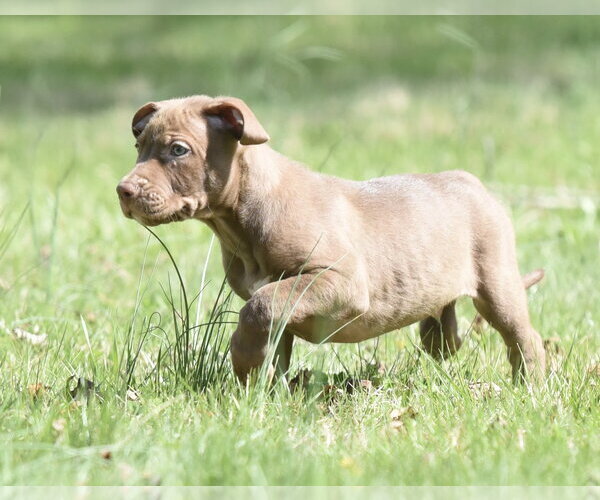 Medium Photo #2 Mutt Puppy For Sale in Mechanicsburg, PA, USA
