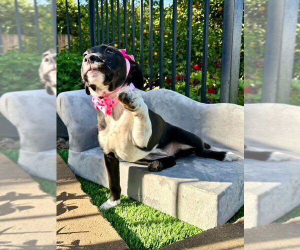 Medium Photo #4 American Pit Bull Terrier-Unknown Mix Puppy For Sale in Redlands, CA, USA