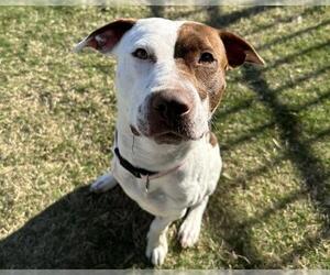 American Staffordshire Terrier-Unknown Mix Dogs for adoption in Raleigh, NC, USA