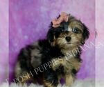 Small #2 Yorkipoo