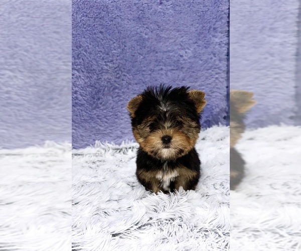 Medium Photo #1 Yorkshire Terrier Puppy For Sale in SANDY HOOK, KY, USA