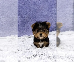 Yorkshire Terrier Puppy for sale in SANDY HOOK, KY, USA