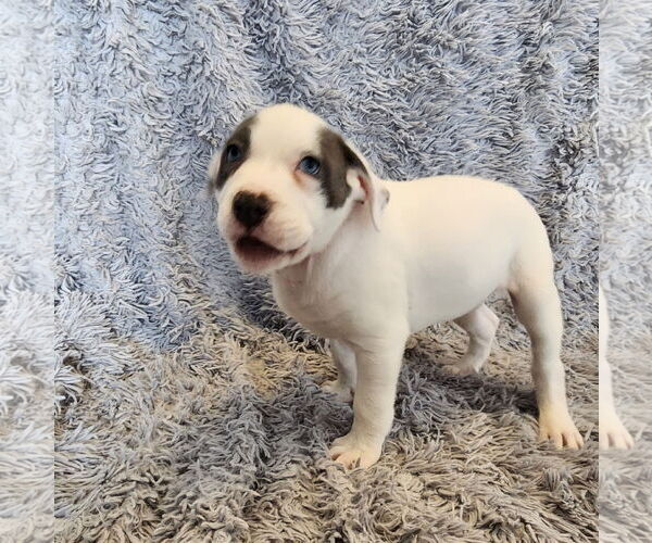 Medium Photo #3 Mutt Puppy For Sale in Fargo, ND, USA