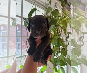Cane Corso Puppy for sale in FAYETTEVILLE, NC, USA