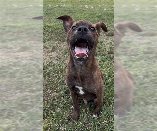 Medium Photo #4 Labrador Retriever-Unknown Mix Puppy For Sale in Rosenberg, TX, USA