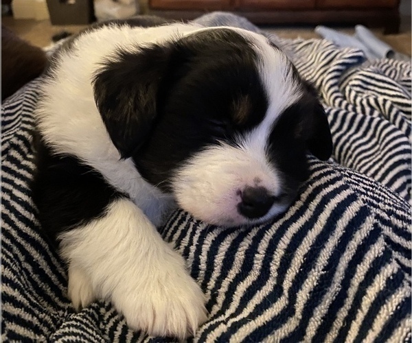 Medium Photo #16 Miniature American Shepherd Puppy For Sale in PLACERVILLE, CA, USA