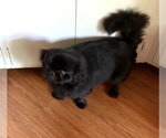Small #4 Pekingese