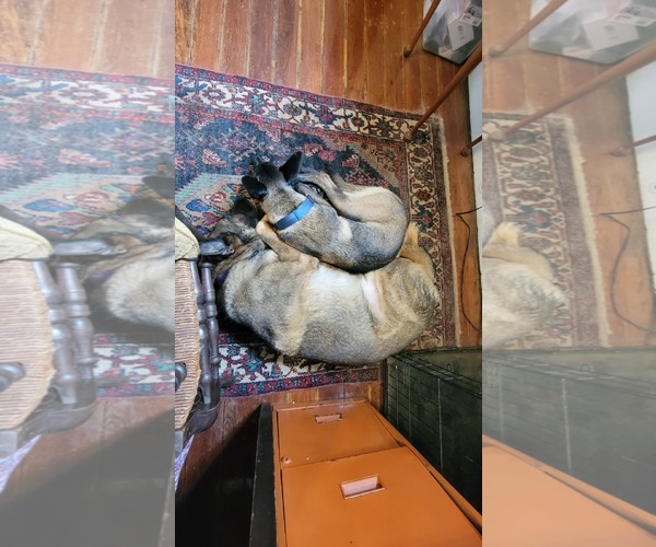 Medium Photo #9 Catahoula Leopard Dog-Unknown Mix Puppy For Sale in Stevens Point, WI, USA