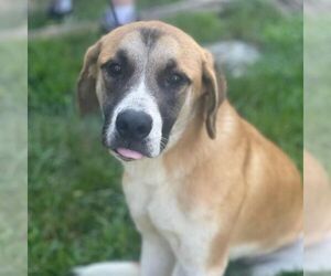 Medium Saint Bernard Mix