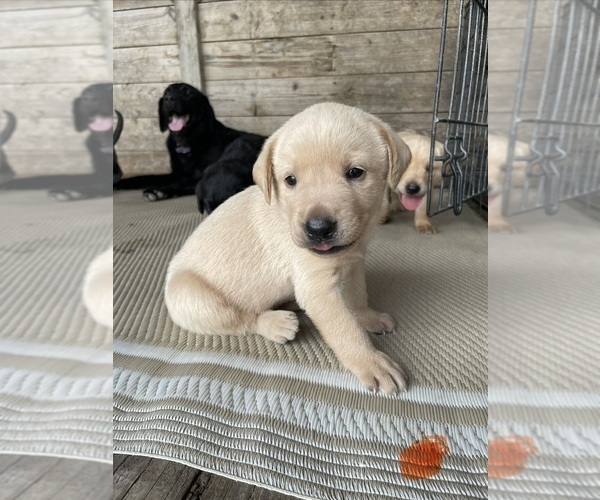 Medium Photo #3 Labrador Retriever Puppy For Sale in MORRILL, KS, USA