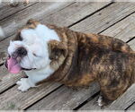 Small #7 Bulldog