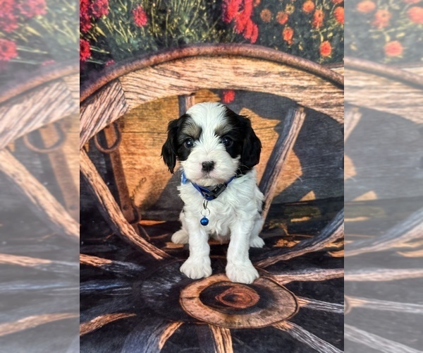 Medium Photo #2 Cavachon Puppy For Sale in GREENVILLE, MO, USA
