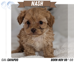 Puppy Nash Cavapoo (Miniature)