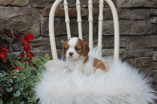Cavalier King Charles Spaniel Puppy for sale in PORT ROYAL, PA, USA