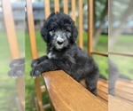 Small Photo #2 Aussiedoodle Puppy For Sale in GRANGER, IN, USA