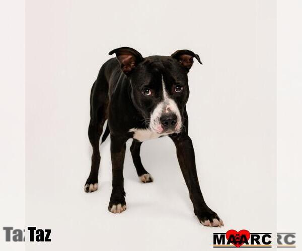 Medium Photo #4 Mutt Puppy For Sale in Maryville, TN, USA