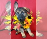 Small Photo #8 German Shepherd Dog Puppy For Sale in HOLDEN, MO, USA