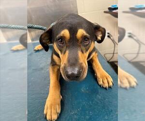 Black and Tan Coonhound-Unknown Mix Dogs for adoption in Mobile, AL, USA