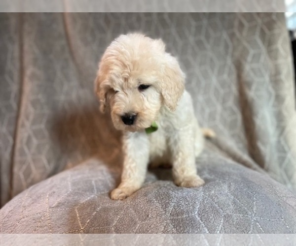 Medium Photo #22 Poodle (Standard) Puppy For Sale in LAKELAND, FL, USA