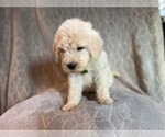 Small #21 Poodle (Standard)