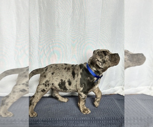 Medium Photo #10 American Bully Puppy For Sale in PLAINFIELD, CT, USA