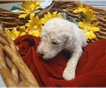 Small Photo #20 Poodle (Standard) Puppy For Sale in THOMASTON, GA, USA