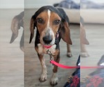 Small #11 Beagle