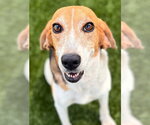 Small #2 Beagle Mix