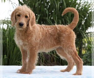 Labradoodle-Poodle (Standard) Mix Puppy for sale in FREDERICKSBG, OH, USA