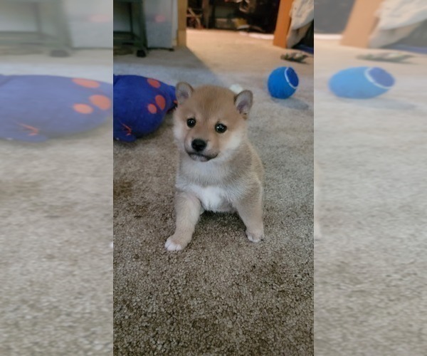Medium Photo #1 Shiba Inu Puppy For Sale in HASTINGS, MN, USA