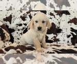 Small Photo #2 Golden Retriever Puppy For Sale in CRAWFORDVILLE, FL, USA