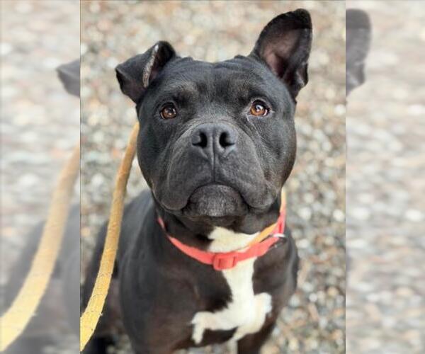 Medium Photo #2 Mutt Puppy For Sale in Woodland, CA, USA