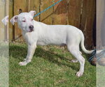 Small #3 American Bulldog-American Staffordshire Terrier Mix