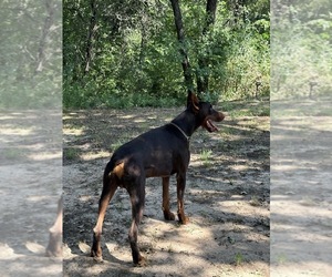 Father of the Doberman Pinscher puppies born on 04/28/2025