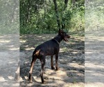 Small Photo #1 Doberman Pinscher Puppy For Sale in PARADISE, TX, USA