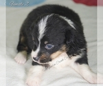 Small Photo #13 Pembroke Welsh Corgi Puppy For Sale in ANDALUSIA, AL, USA